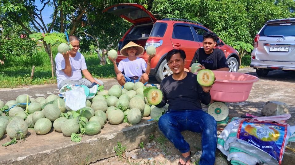 SDK–JSM Dorong Ketahanan Pangan, UPTD BBTPH DINAS TPHP Langsung Tancap Gas Panen Melon